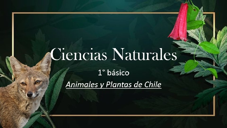 Ciencias Naturales 1° básico Animales y Plantas de Chile 