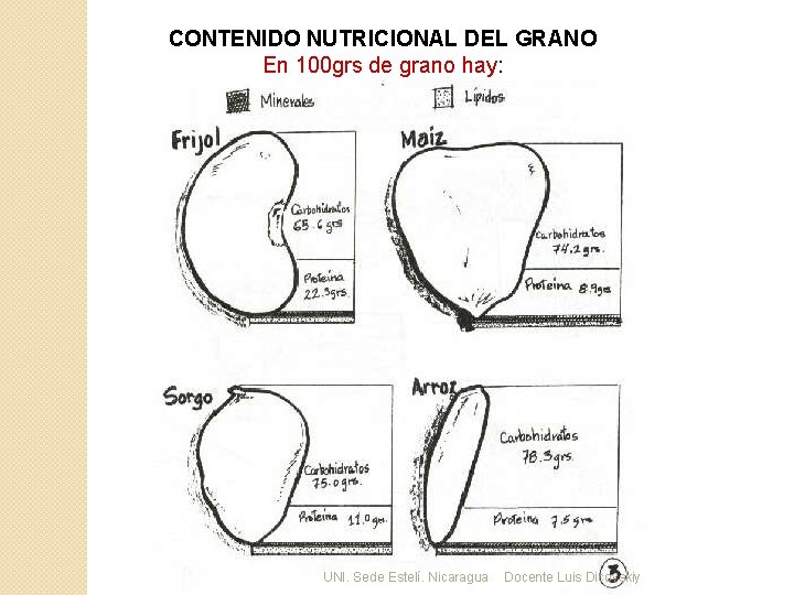 CONTENIDO NUTRICIONAL DEL GRANO En 100 grs de grano hay: UNI. Sede Estelí. Nicaragua