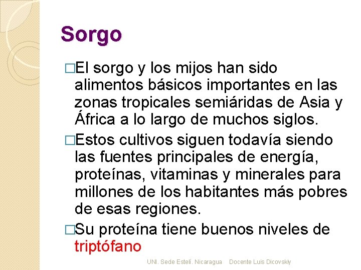 Sorgo �El sorgo y los mijos han sido alimentos básicos importantes en las zonas