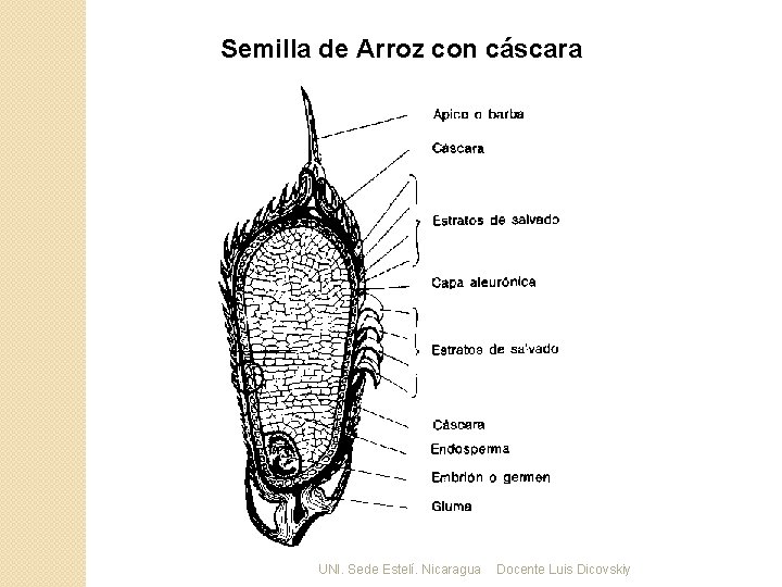 Semilla de Arroz con cáscara UNI. Sede Estelí. Nicaragua Docente Luis Dicovskiy 