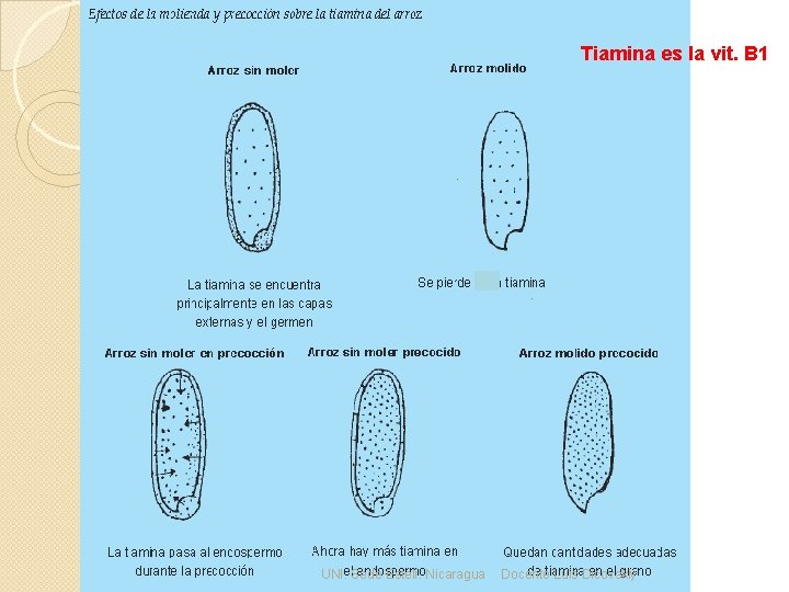 Tiamina es la vit. B 1 UNI. Sede Estelí. Nicaragua Docente Luis Dicovskiy 