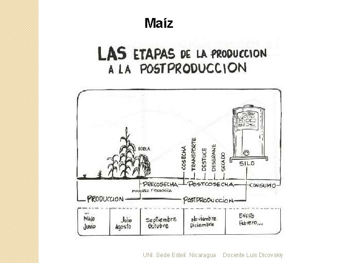 Maíz UNI. Sede Estelí. Nicaragua Docente Luis Dicovskiy 