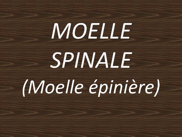 MOELLE SPINALE (Moelle épinière) 