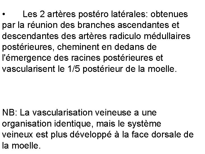  • Les 2 artères postéro latérales: obtenues par la réunion des branches ascendantes