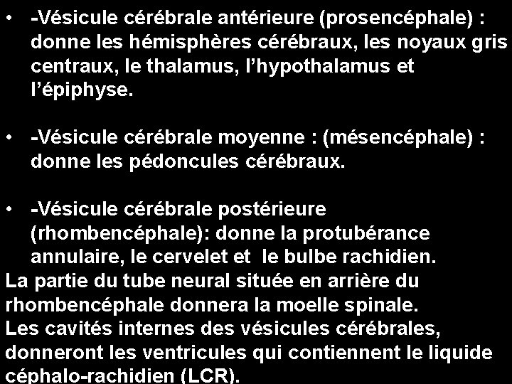  • -Vésicule cérébrale antérieure (prosencéphale) : donne les hémisphères cérébraux, les noyaux gris