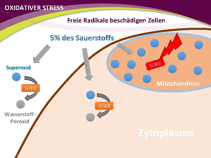 OXIDATIVER STRESS Freie Radikale beschädigen Zellen 5% des Sauerstoffs 2 SOD Superoxid Mitochondrien SOD