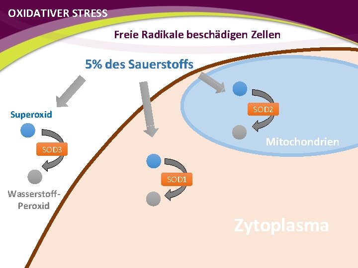 OXIDATIVER STRESS Freie Radikale beschädigen Zellen 5% des Sauerstoffs SOD 2 Superoxid Mitochondrien SOD