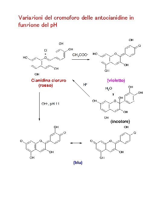 Variazioni del cromoforo delle antocianidine in funzione del p. H 