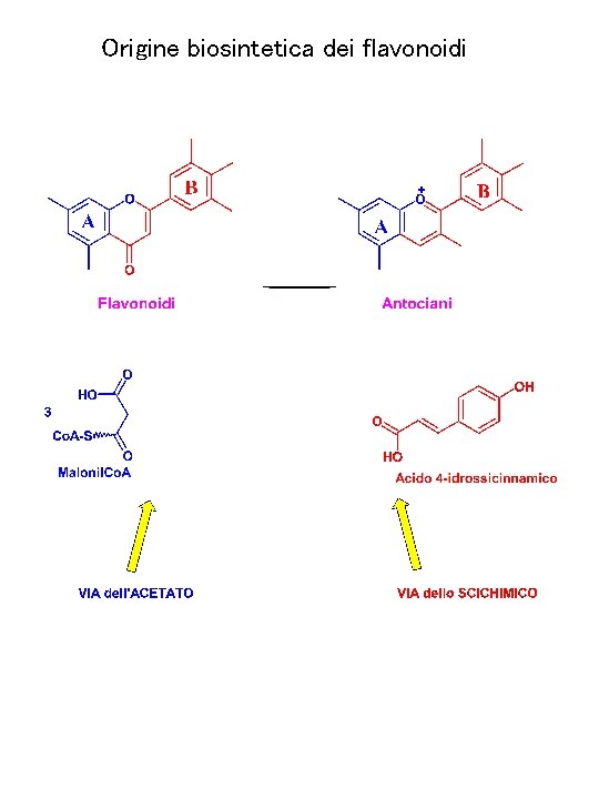 Origine biosintetica dei flavonoidi 