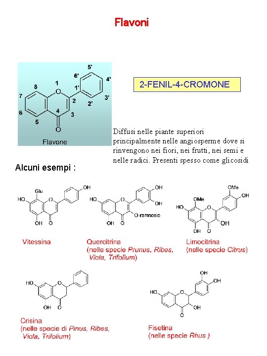 Flavoni 2 -FENIL-4 -CROMONE Alcuni esempi : Diffusi nelle piante superiori principalmente nelle angiosperme