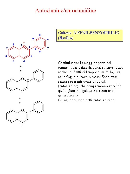Antocianine/antocianidine Catione 2 -FENILBENZOPIRILIO (flavilio) Costituiscono la maggior parte dei pigmenti dei petali dei