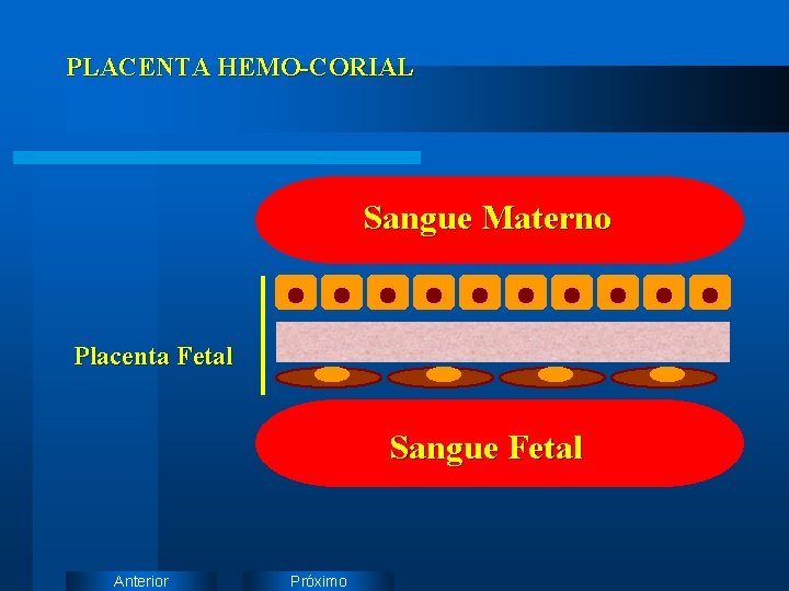 PLACENTA HEMO-CORIAL Sangue Materno Placenta Fetal Sangue Fetal Anterior Próximo 