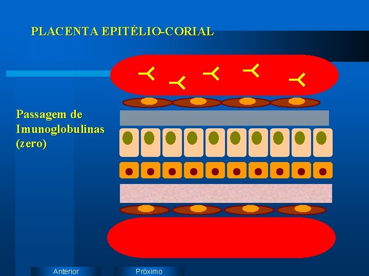 PLACENTA EPITÉLIO-CORIAL Passagem de Imunoglobulinas (zero) Anterior Próximo 