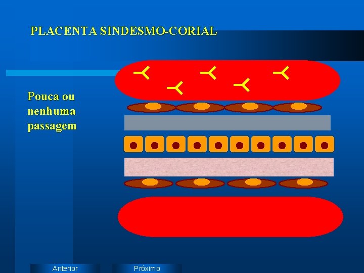 PLACENTA SINDESMO-CORIAL Pouca ou nenhuma passagem Anterior Próximo 