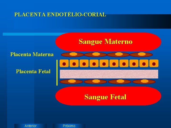 PLACENTA ENDOTÉLIO-CORIAL Sangue Materno Placenta Materna Placenta Fetal Sangue Fetal Anterior Próximo 