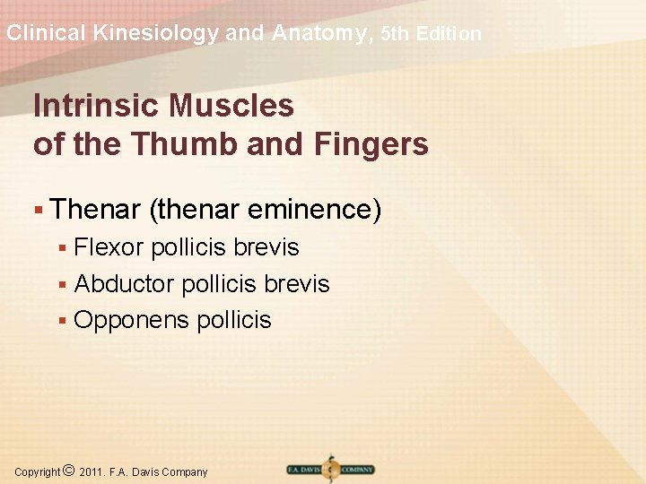 Clinical Kinesiology and Anatomy, 5 th Edition Intrinsic Muscles of the Thumb and Fingers