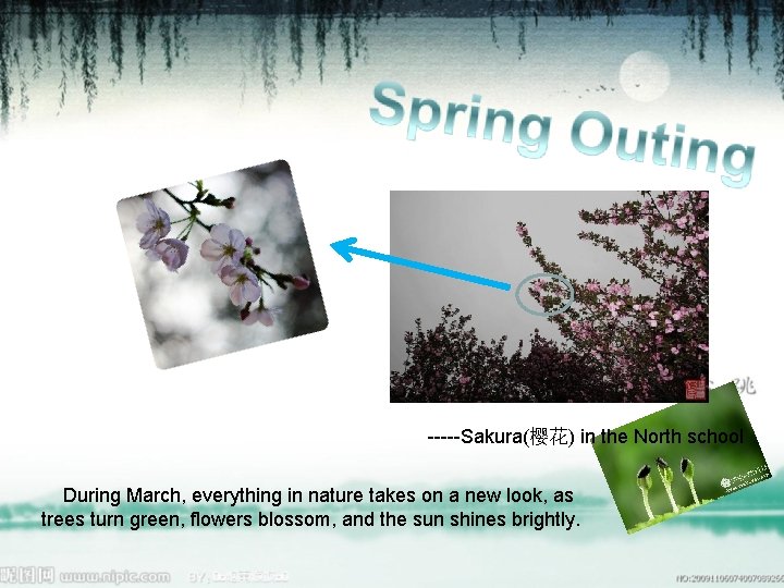 -----Sakura(樱花) in the North school During March, everything in nature takes on a new