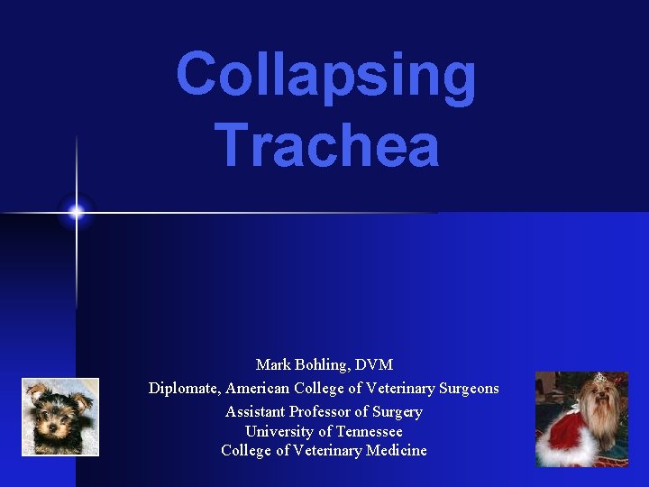 Collapsing Trachea Mark Bohling, DVM Diplomate, American College of Veterinary Surgeons Assistant Professor of