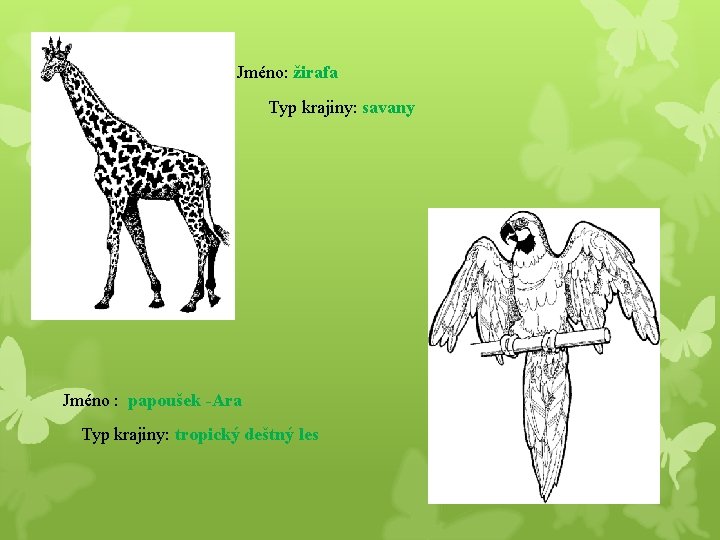 Jméno: žirafa Typ krajiny: savany Jméno : papoušek -Ara Typ krajiny: tropický deštný les