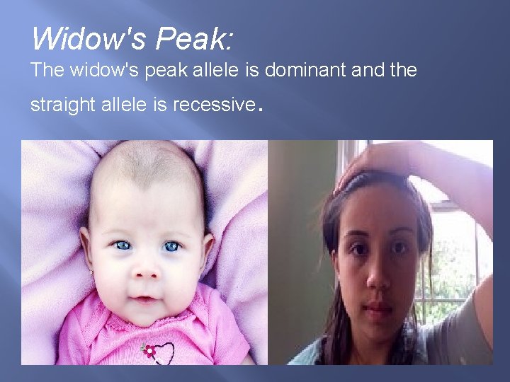 Widow's Peak: The widow's peak allele is dominant and the straight allele is recessive.