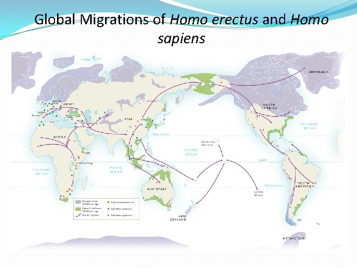 Global Migrations of Homo erectus and Homo sapiens 
