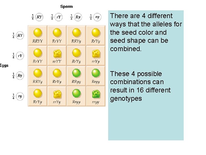 There are 4 different ways that the alleles for the seed color and seed