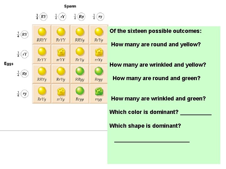 Of the sixteen possible outcomes: How many are round and yellow? How many are