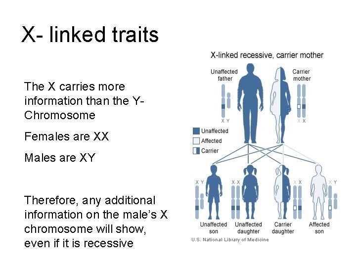 X- linked traits The X carries more information than the YChromosome Females are XX