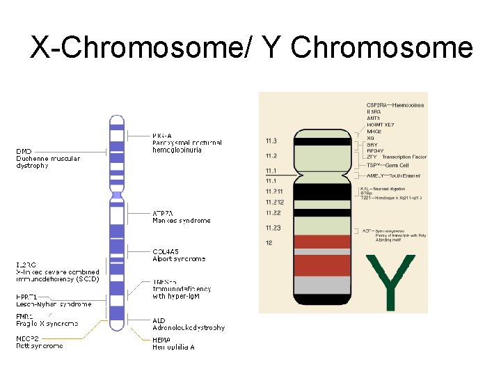 X-Chromosome/ Y Chromosome 