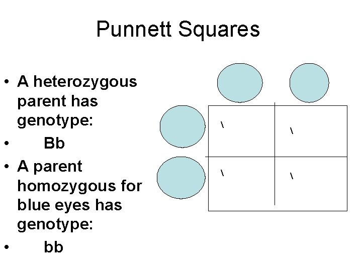 Punnett Squares • A heterozygous parent has genotype: • Bb • A parent homozygous