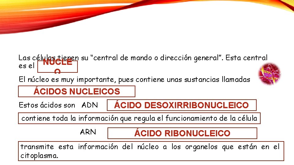 Las células tienen su “central de mando o dirección general”. Esta central es el