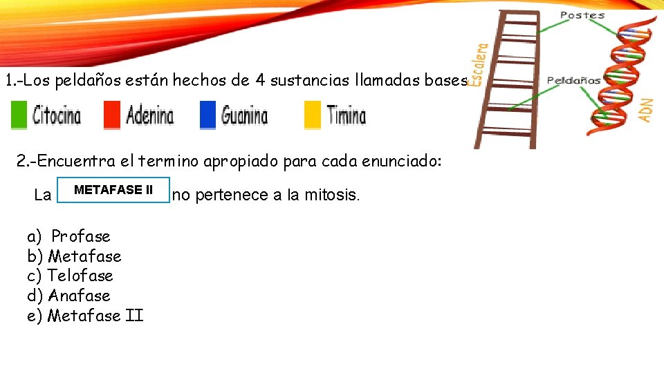 1. -Los peldaños están hechos de 4 sustancias llamadas bases: 2. -Encuentra el termino