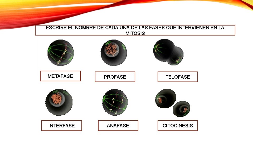 ESCRIBE EL NOMBRE DE CADA UNA DE LAS FASES QUE INTERVIENEN EN LA MITOSIS