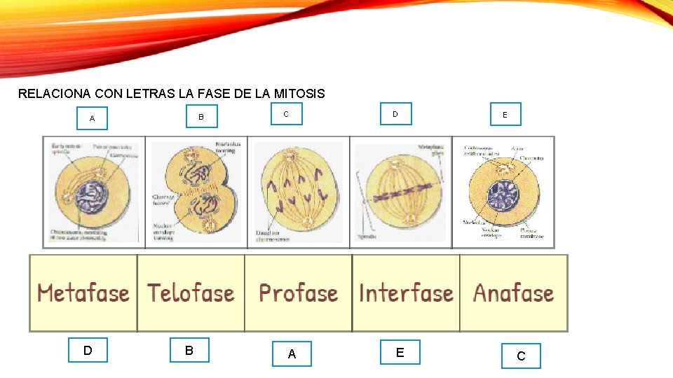 RELACIONA CON LETRAS LA FASE DE LA MITOSIS B A D B C A