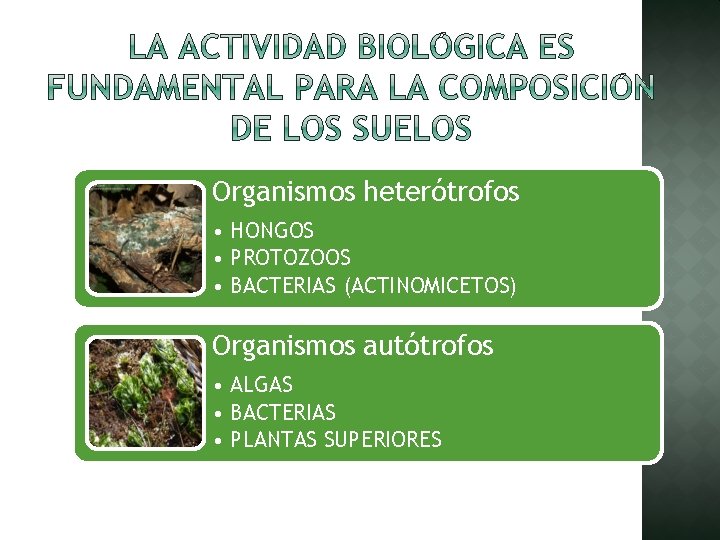 Organismos heterótrofos • HONGOS • PROTOZOOS • BACTERIAS (ACTINOMICETOS) Organismos autótrofos • ALGAS •