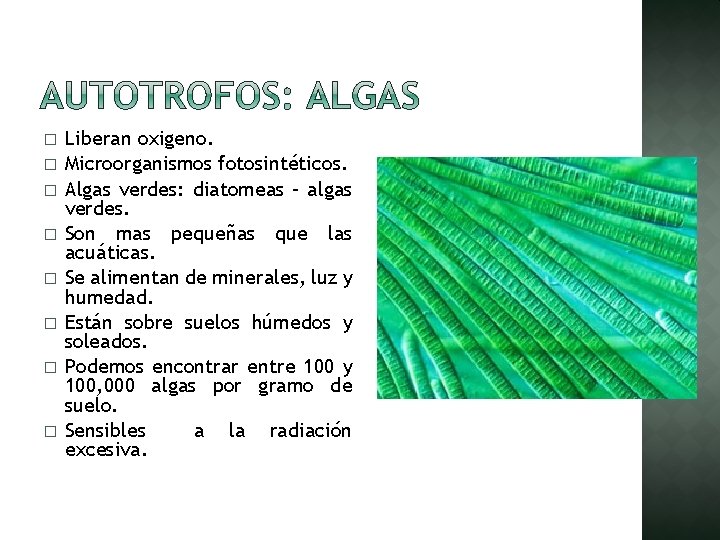 � � � � Liberan oxigeno. Microorganismos fotosintéticos. Algas verdes: diatomeas – algas verdes.