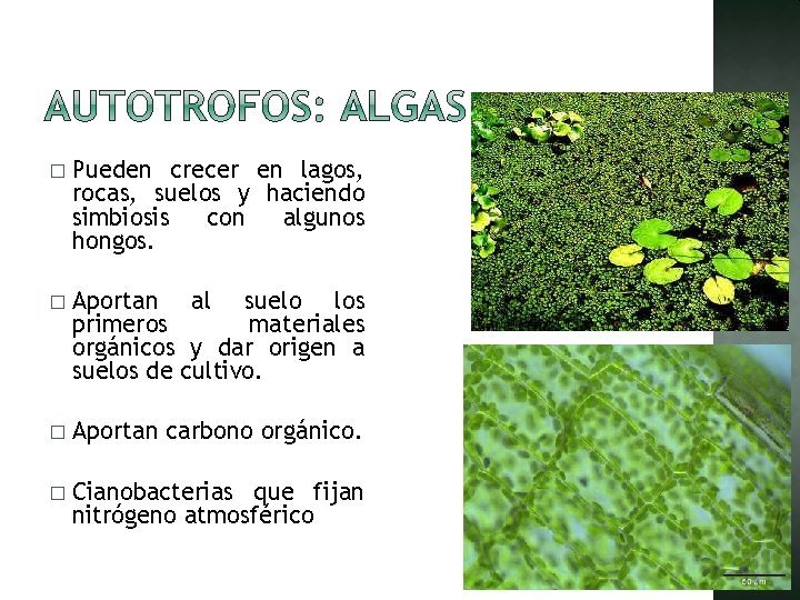 � Pueden crecer en lagos, rocas, suelos y haciendo simbiosis con algunos hongos. �