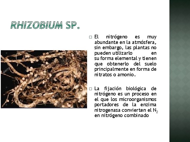 � El nitrógeno es muy abundante en la atmósfera, sin embargo, las plantas no