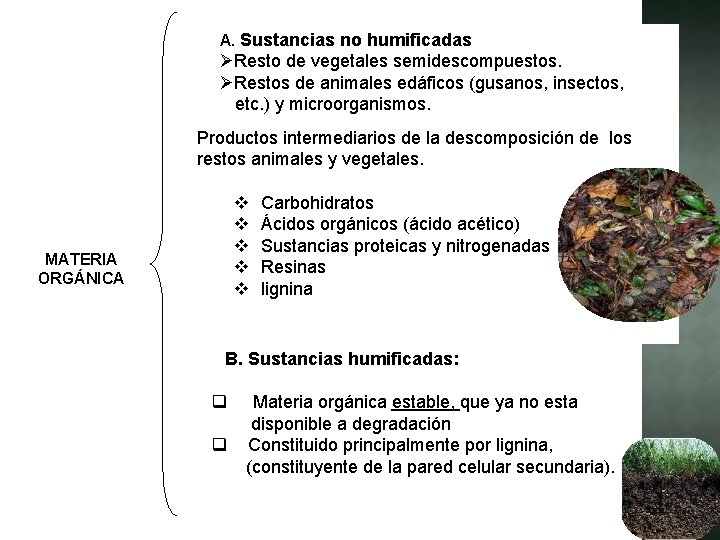 A. Sustancias no humificadas ØResto de vegetales semidescompuestos. ØRestos de animales edáficos (gusanos, insectos,