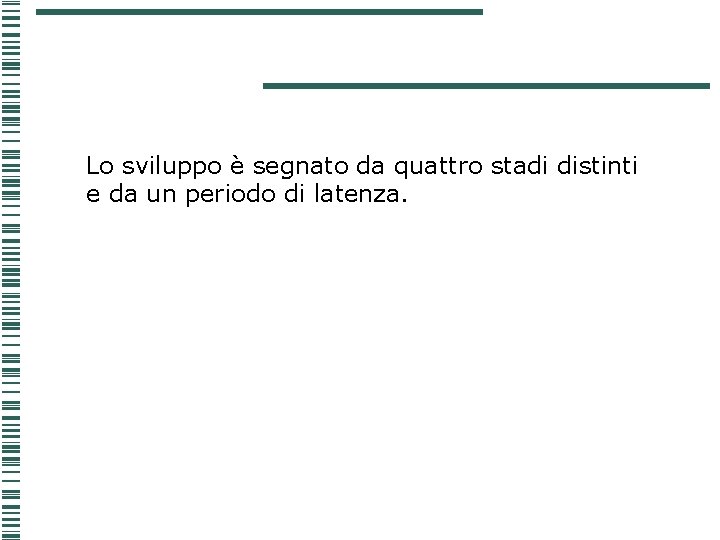 Lo sviluppo è segnato da quattro stadi distinti e da un periodo di latenza. Lo sviluppo è segnato da quattro stadi distinti e da un periodo di latenza.