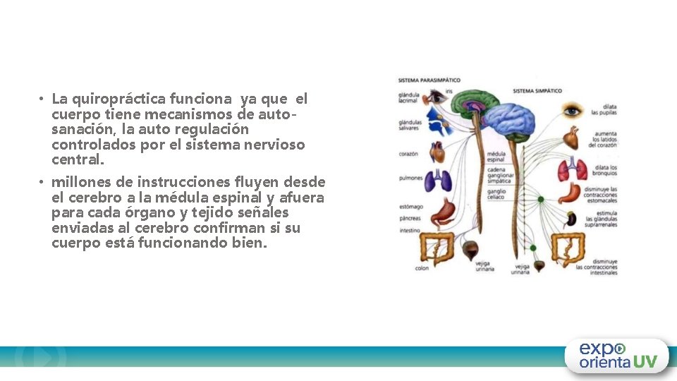  • La quiropráctica funciona ya que el cuerpo tiene mecanismos de autosanación, la