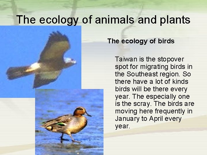 The ecology of animals and plants The ecology of birds Taiwan is the stopover
