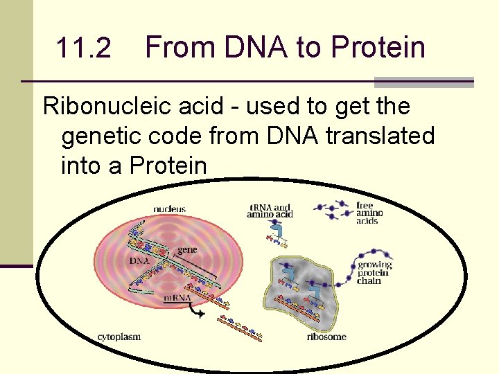 11. 2 From DNA to Protein Ribonucleic acid - used to get the genetic