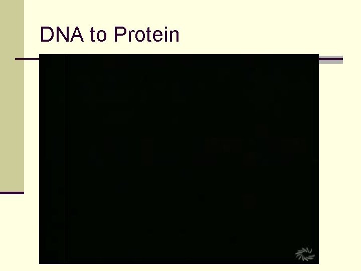 DNA to Protein 