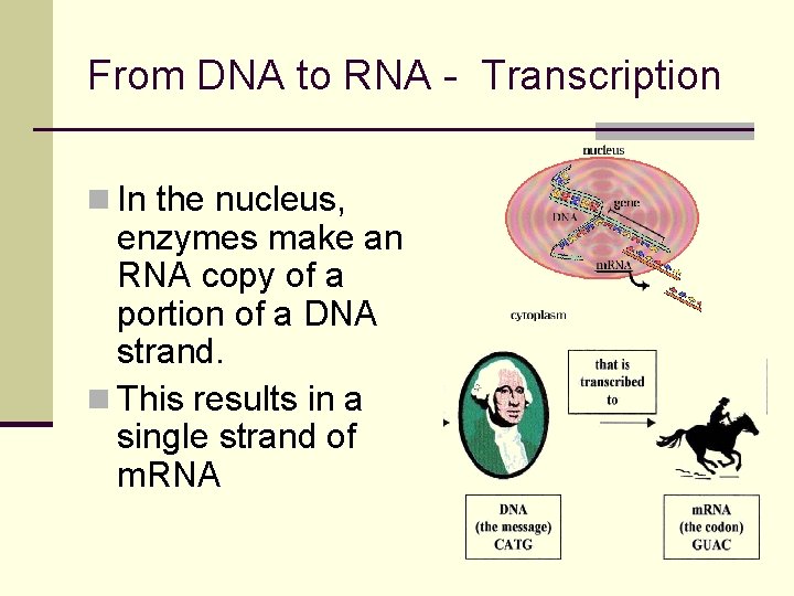 From DNA to RNA - Transcription n In the nucleus, enzymes make an RNA