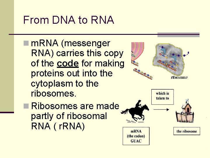 From DNA to RNA n m. RNA (messenger RNA) carries this copy of the