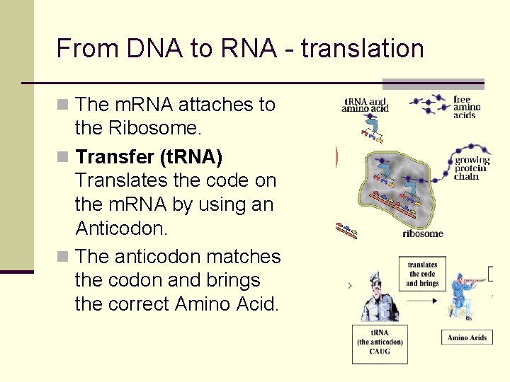 From DNA to RNA - translation n The m. RNA attaches to the Ribosome.