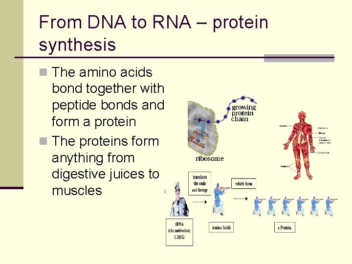 From DNA to RNA – protein synthesis n The amino acids bond together with