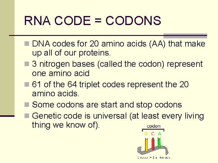 RNA CODE = CODONS n DNA codes for 20 amino acids (AA) that make