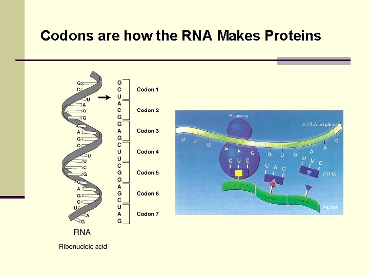 Codons are how the RNA Makes Proteins 